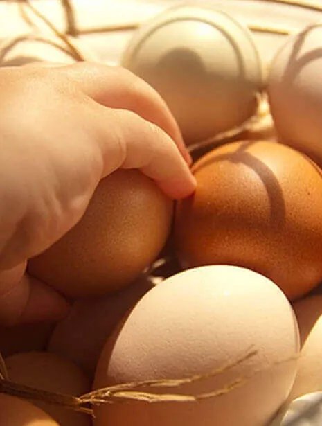Golden Eggs from Al Jazira Poultry